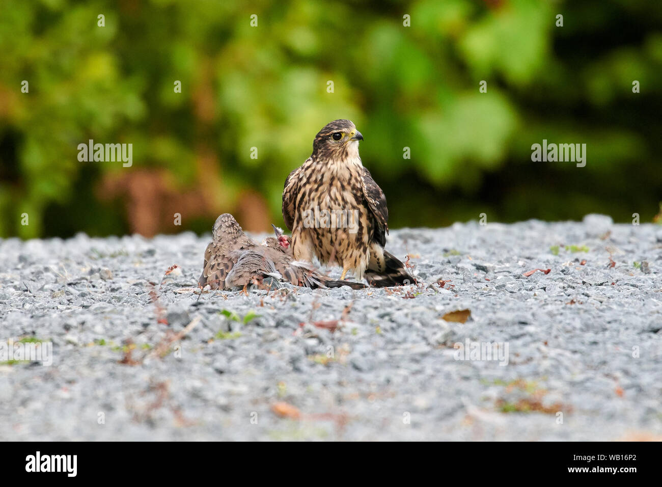 Falcons High Resolution Stock Photography and Images - Alamy