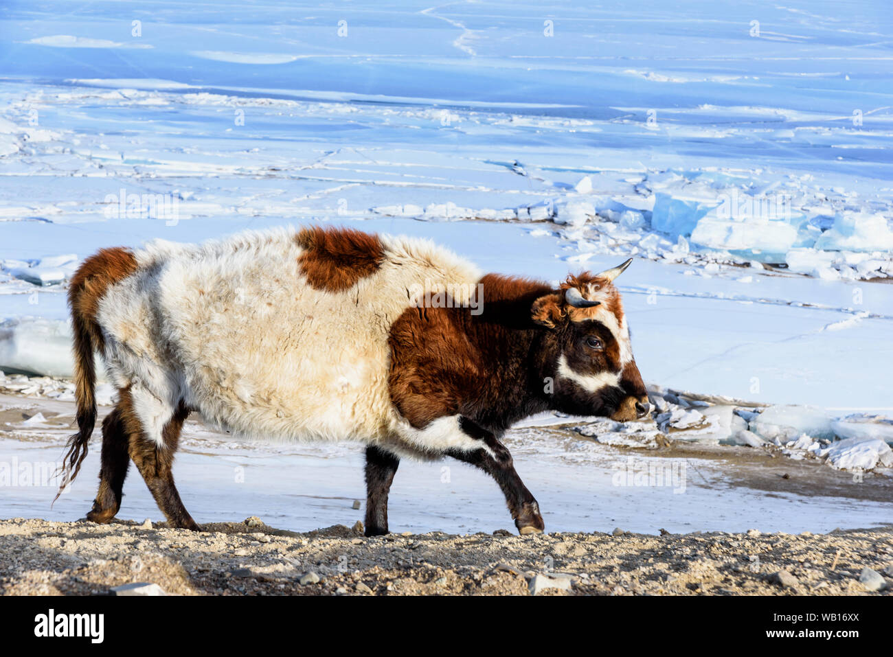 Mongolian cow hi-res stock photography and images - Alamy