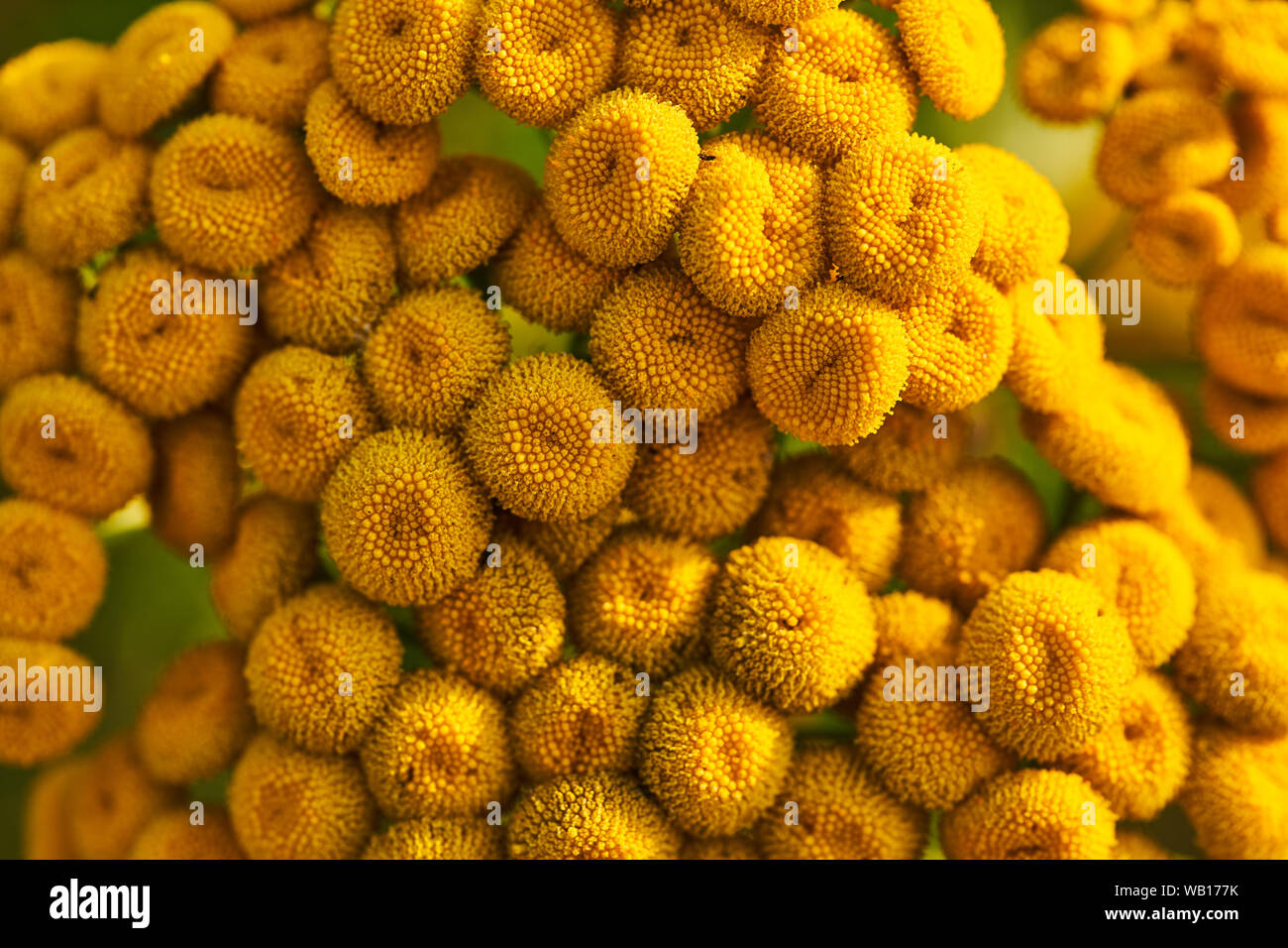 Yellow tansy flowers,Tanacetum vulgare. Background with colors. Stock Photo