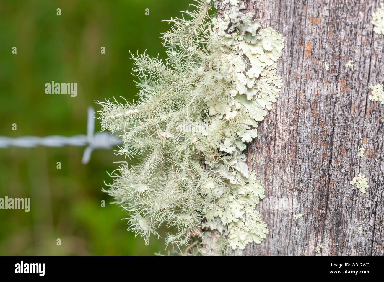 Bushy Beard Lichen (Usnea strigosa) growing on the side of a wooden fence post. Stock Photo
