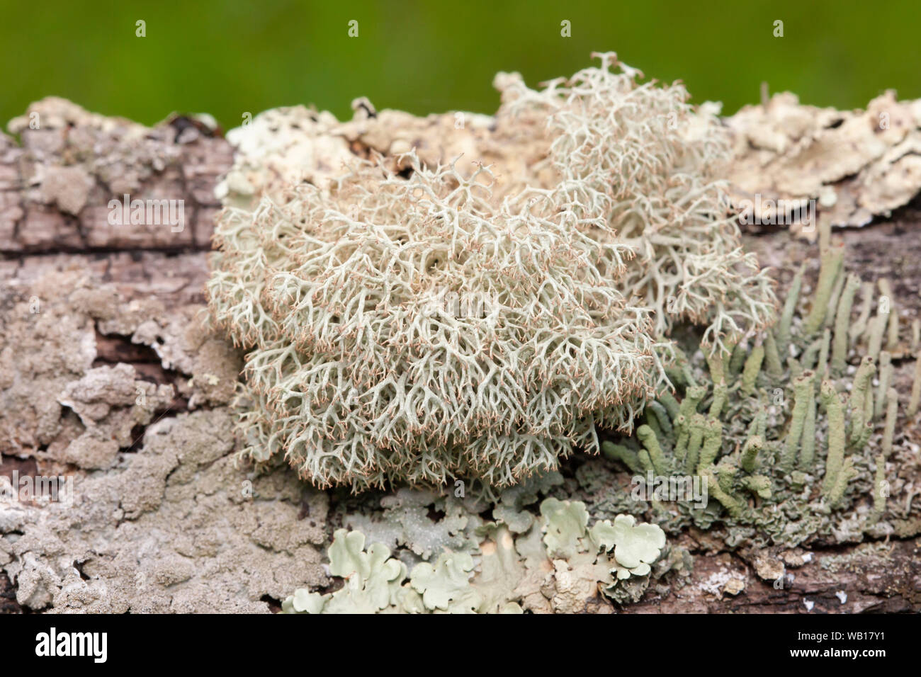 Dixie Reindeer Lichen (Cladonia subtenuis) Stock Photo