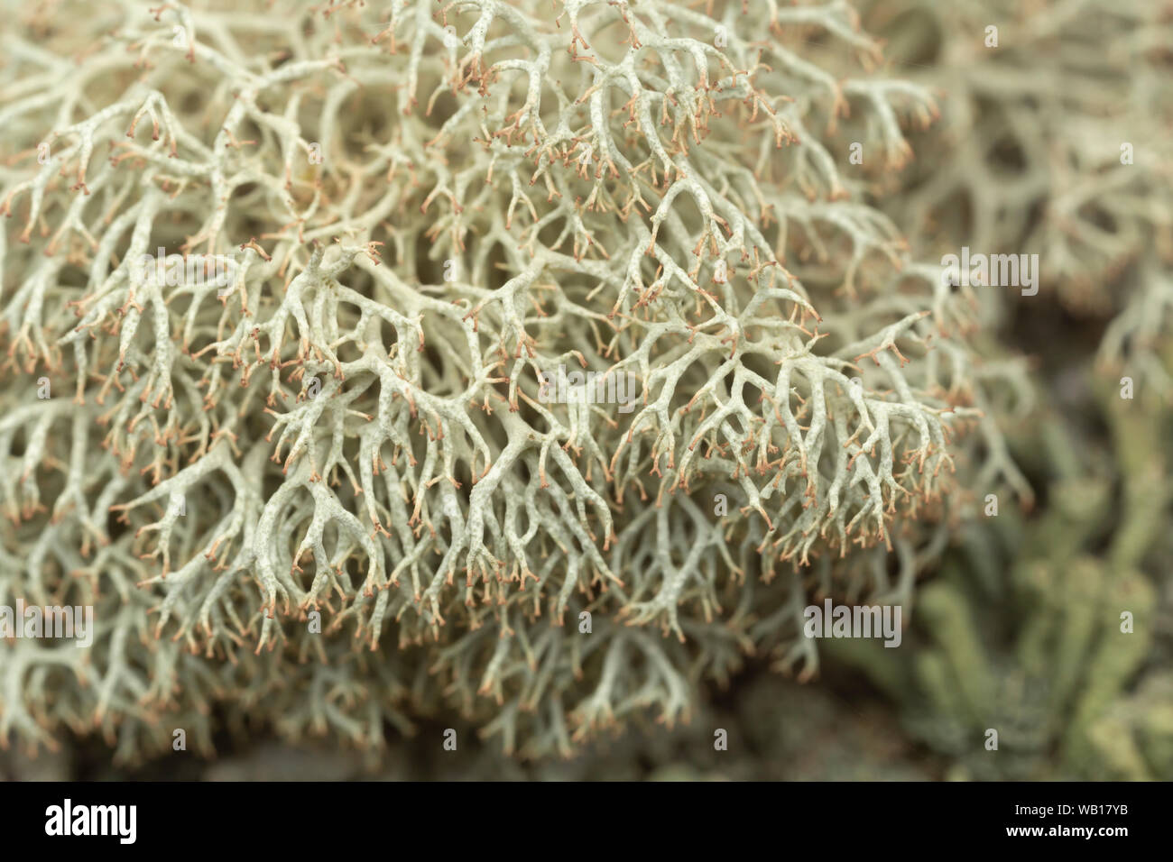 Dixie Reindeer Lichen (Cladonia subtenuis) Stock Photo