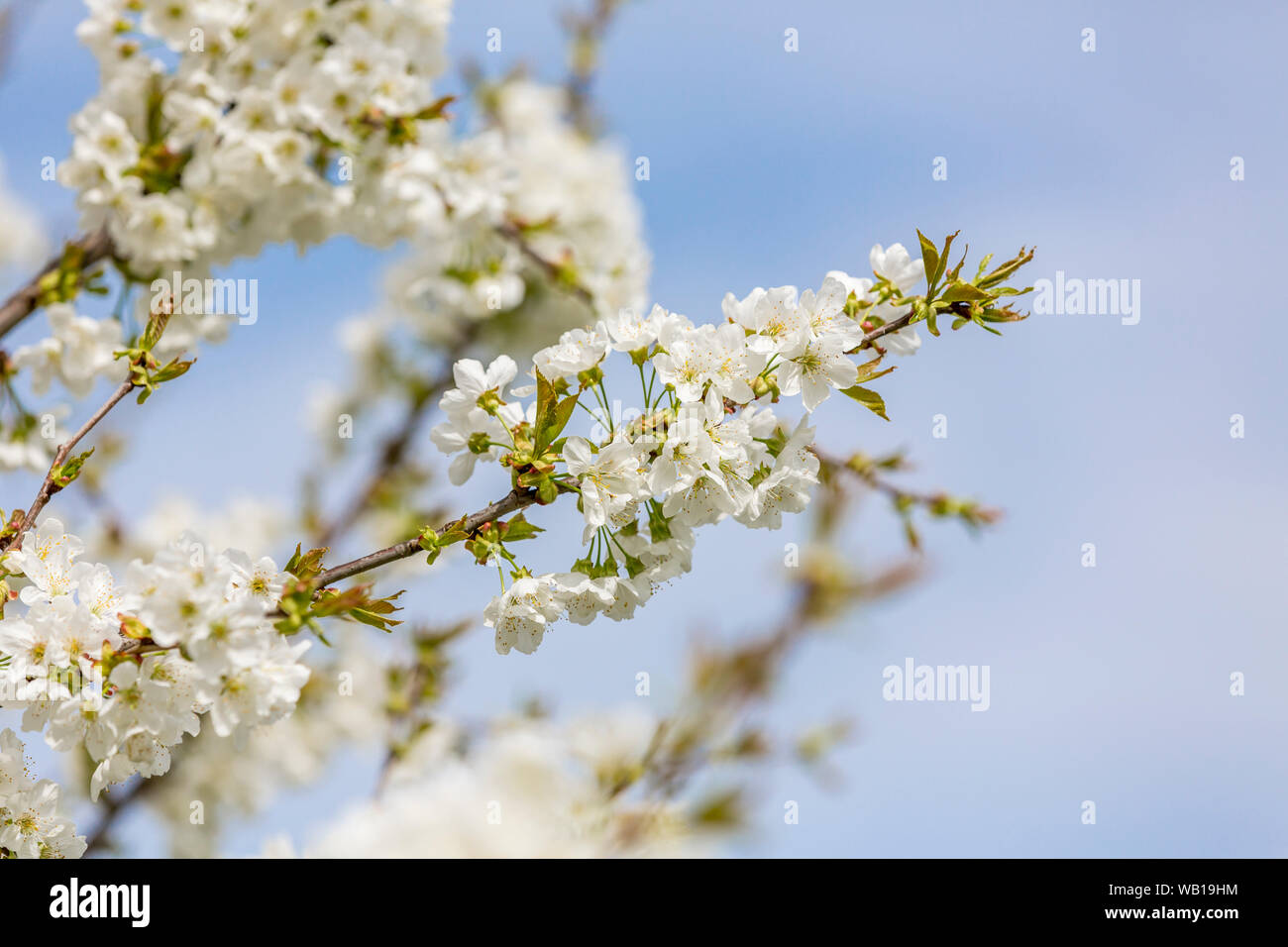 Cherry blossoms, Cerasus, close-up Stock Photo