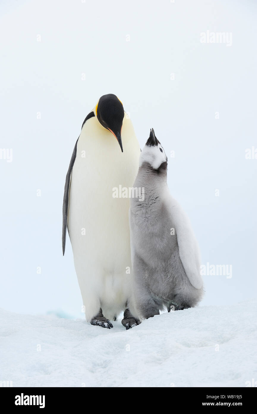 Antarctica, Antarctic Peninsula, Snow Hill Island, adult and chick Emperor Penguin Stock Photo