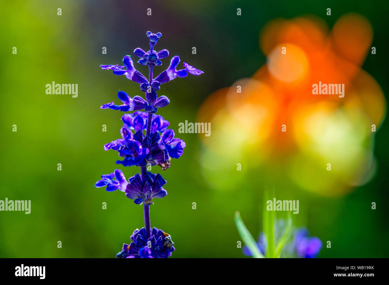 Flowering woodland sage, Salvia nemorosa Stock Photo Alamy