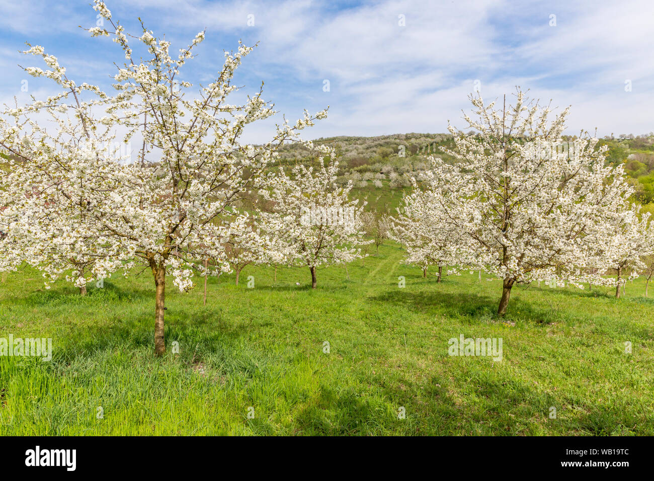 Rumania,Transylvania, flowering cherry trees Stock Photo