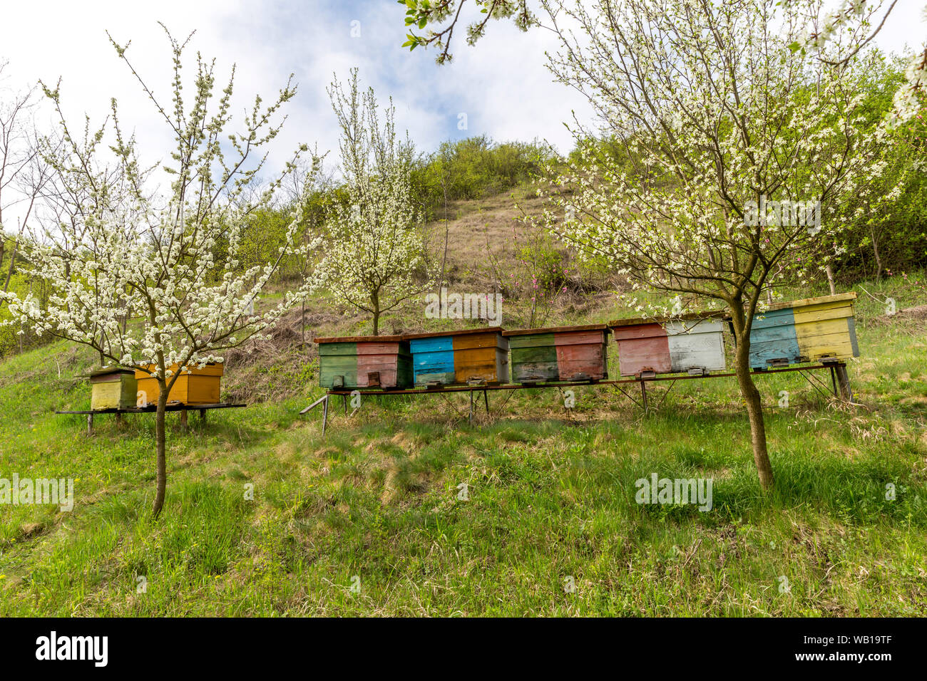 Rumania, Ciresoaia, beehives at flowering cherry trees Stock Photo