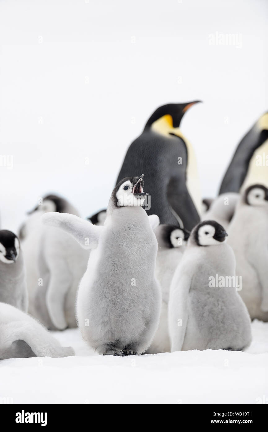 Antarctica, Antarctic Peninsula, Snow Hill Island, Emperor Penguin chick Stock Photo