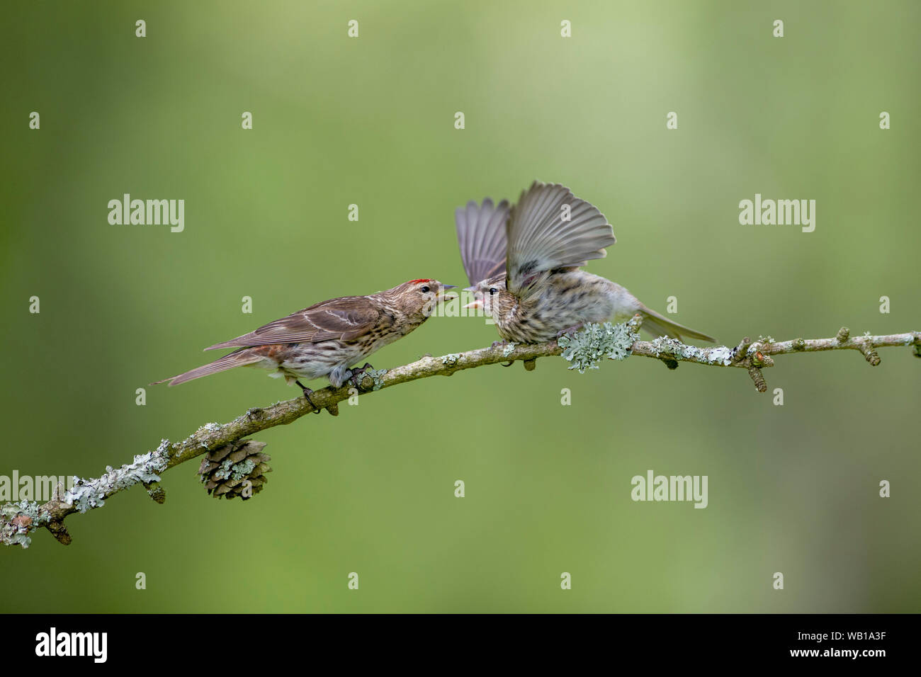 Common redpoll and fledgling perching on twig Stock Photo