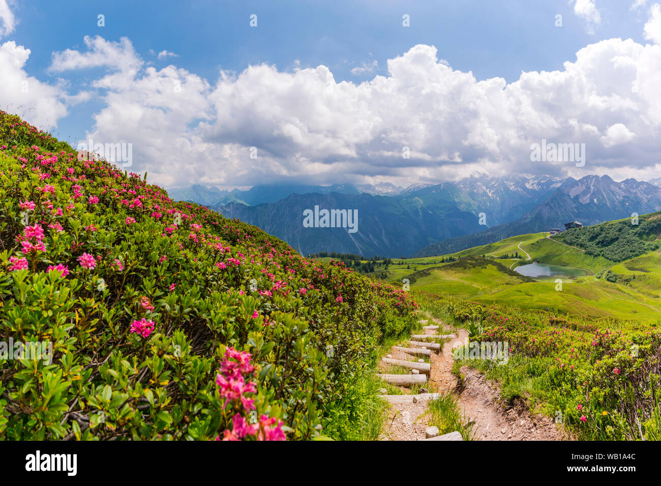 Germany, Bavaria, Allgaeu, Allgeau Alps, Fellhorn, view to Schlappolt Lake with Alpine roses next to hiking trail in the foreground Stock Photo