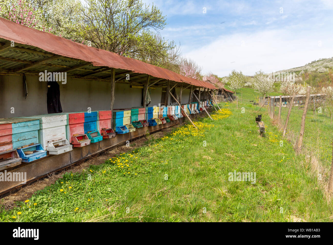 Rumania, Ciresoaia, beehives at flowering cherry trees Stock Photo