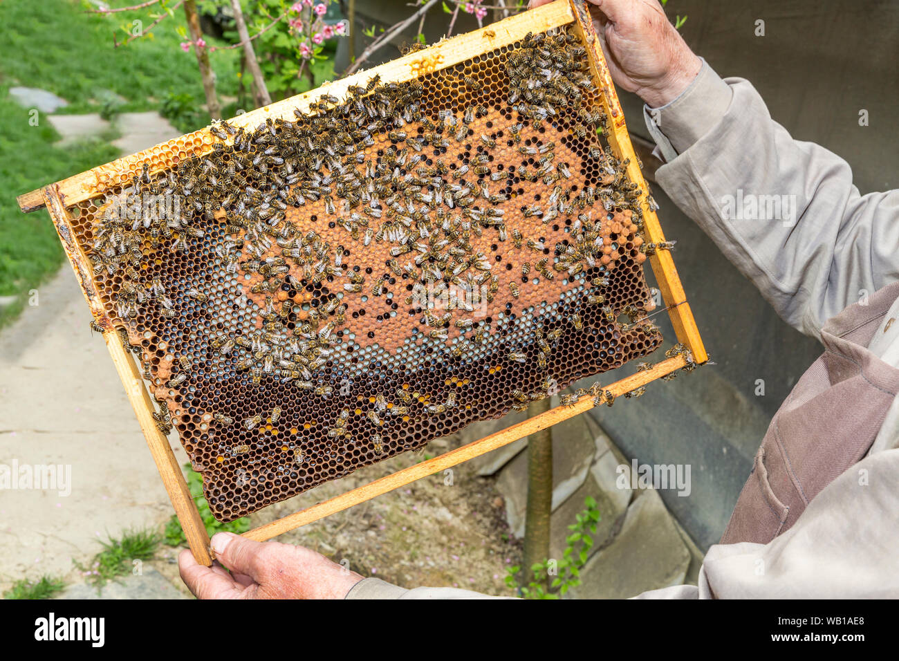 Rumania, Ciresoaia, frame with honey bees Stock Photo
