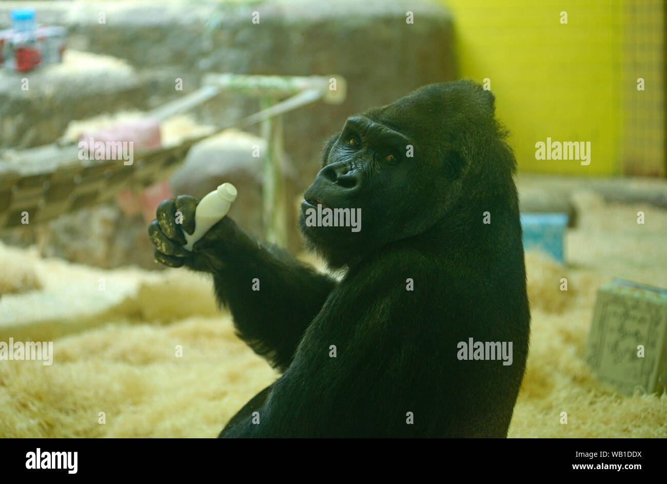 Western lowland gorilla drinking milk from a bottle in the aviary of