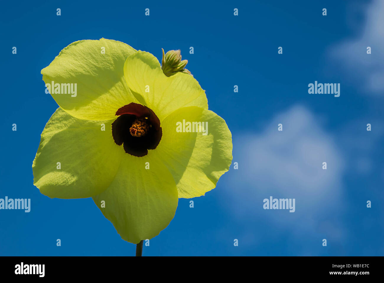 Coast cotton tree, Yellow mallow tree,Hibiscus tiliaceus L.,Malvaceae,flower with the blue sky cloud background. Stock Photo