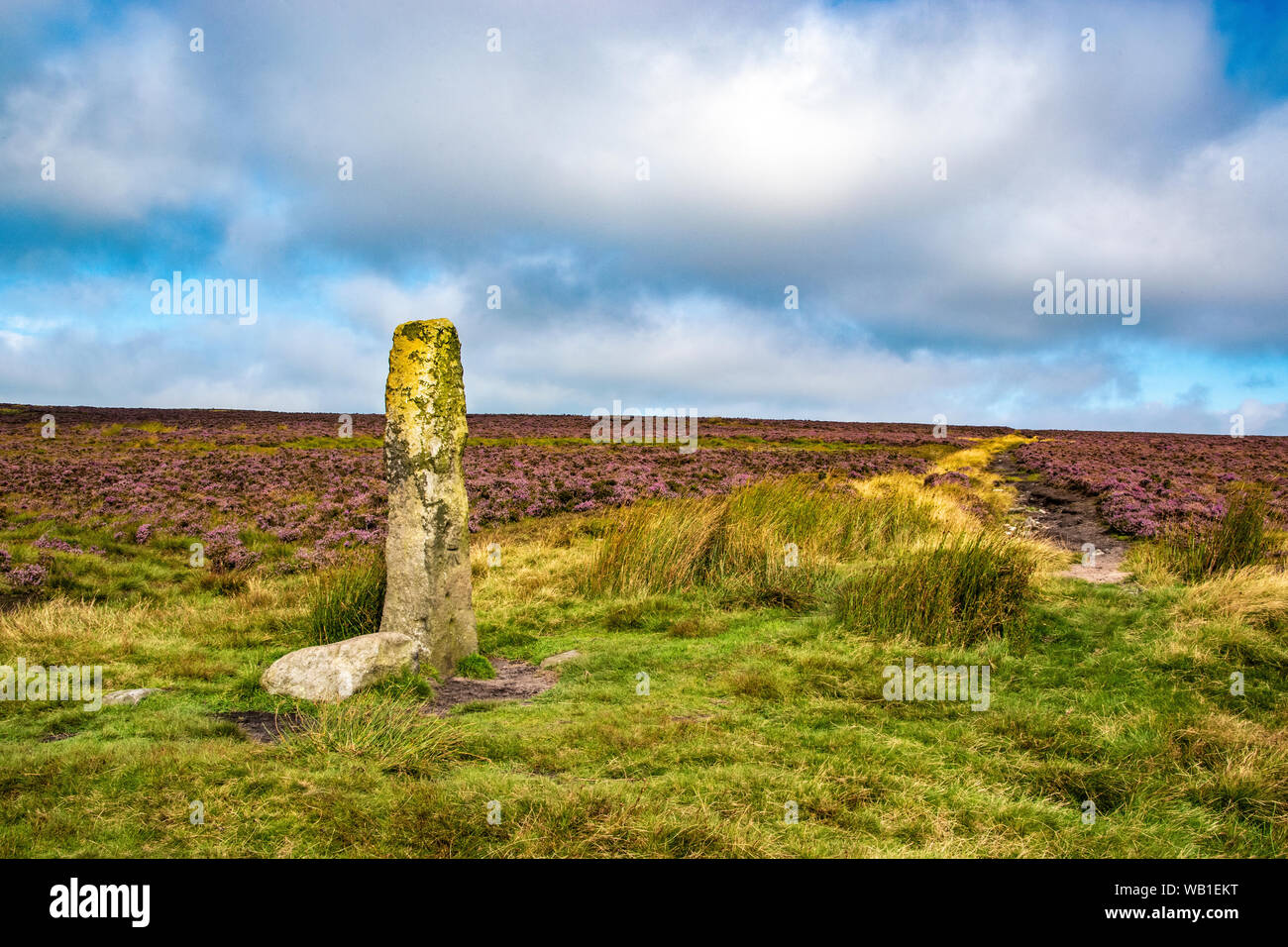 Churn Milk Joan in Purple Heather, Midgley Moor, Hebden Bridge, South Pennines, Calderdale Stock Photo