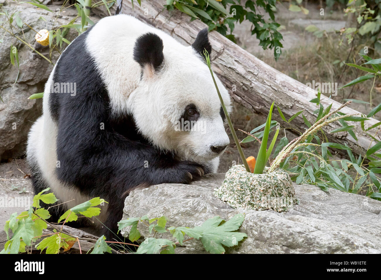 Vienna, Austria. 21st Aug, 2019. Giant Panda Yuan Yuan prepares to eat his birthday meal in the Schonbrunn Zoo in Vienna, Austria, Aug. 21, 2019. The giant panda Yuan Yuan based at the Schonbrunn Zoo in Vienna, Austria, is set to turn 20 years old on Friday with celebrations having already begun, according to the zoo. Credit: Daniel Zupanc/Xinhua Stock Photo