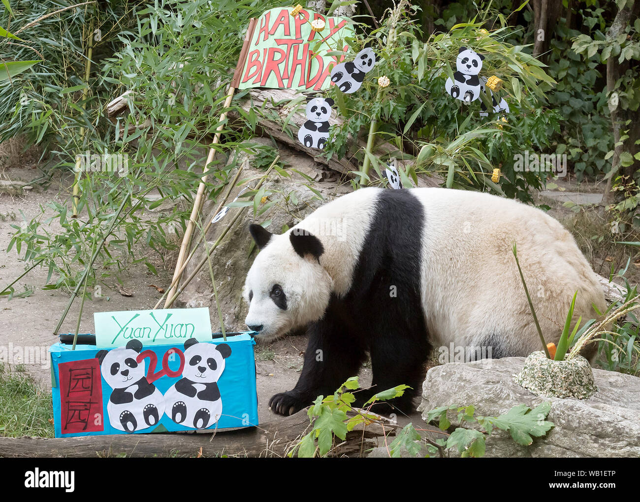 Vienna, Austria. 21st Aug, 2019. Giant Panda Yuan Yuan prepares to eat his birthday meal in the Schonbrunn Zoo in Vienna, Austria, Aug. 21, 2019. The giant panda Yuan Yuan based at the Schonbrunn Zoo in Vienna, Austria, is set to turn 20 years old on Friday with celebrations having already begun, according to the zoo. Credit: Daniel Zupanc/Xinhua Stock Photo