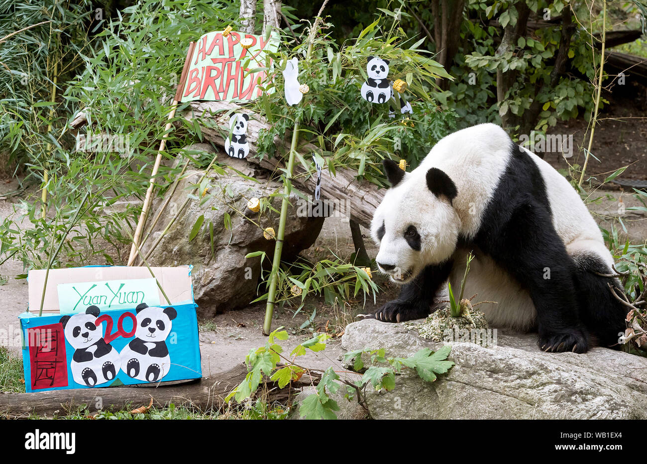 (190823) -- VIENNA, Aug. 23, 2019 (Xinhua) -- Giant Panda Yuan Yuan prepares to eat his birthday meal in the Schonbrunn Zoo in Vienna, Austria, Aug. 21, 2019. The giant panda Yuan Yuan based at the Schonbrunn Zoo in Vienna, Austria, is set to turn 20 years old on Friday with celebrations having already begun, according to the zoo. (Photo by Daniel Zupanc/Xinhua) Stock Photo