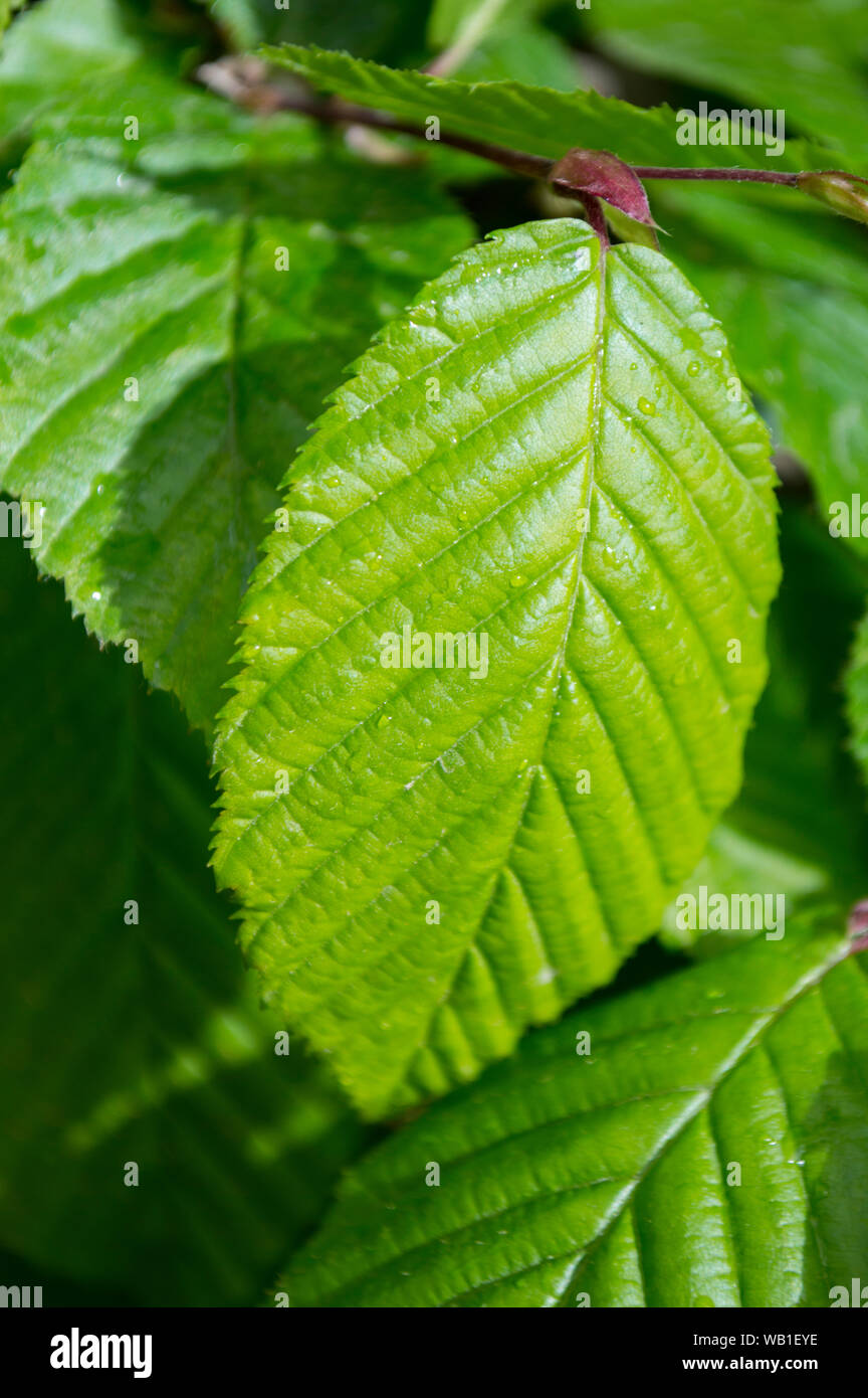 Hornbeam leaf Stock Photo