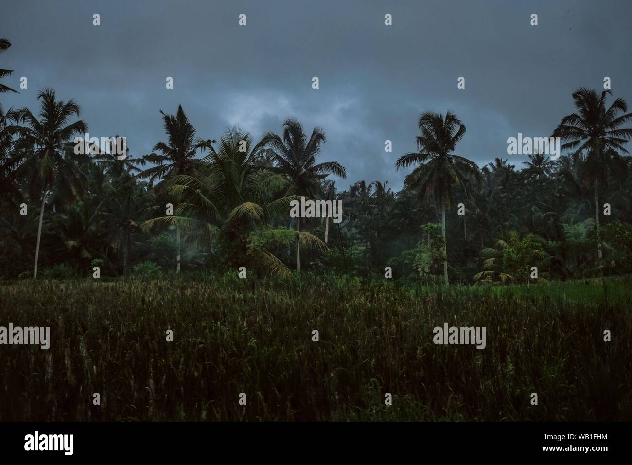 Wide shot of palm trees in a grass field under a cloudy sky Stock Photo ...