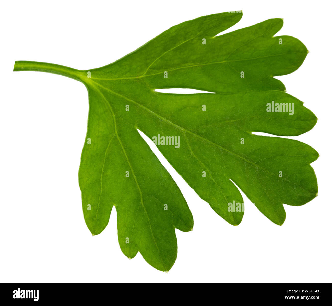 Leaves of fresh parsley  isolated on white background. macro. Stock Photo