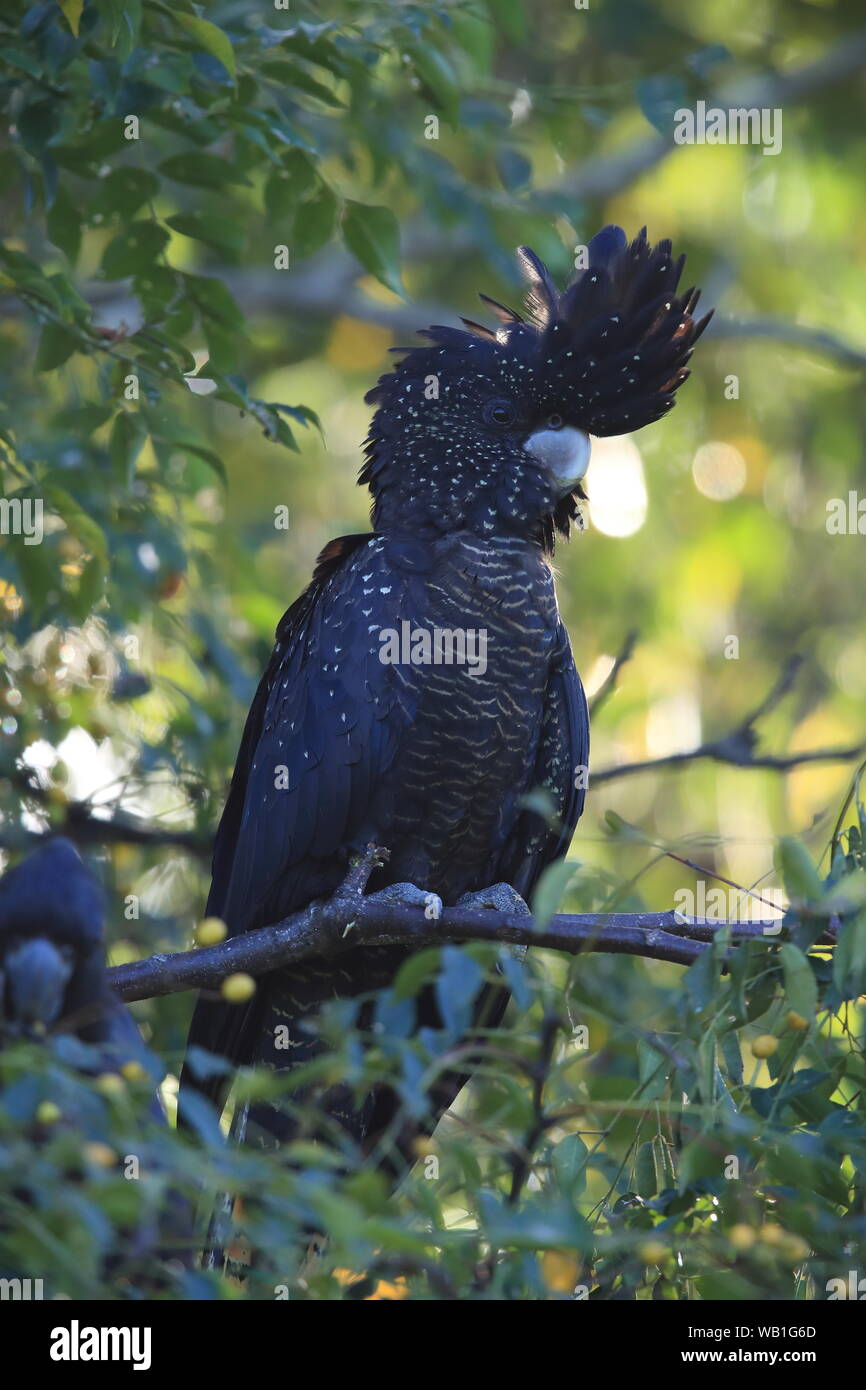 Red Tailed Black Cockatoo Calyptorhynchus Banksii Queensland