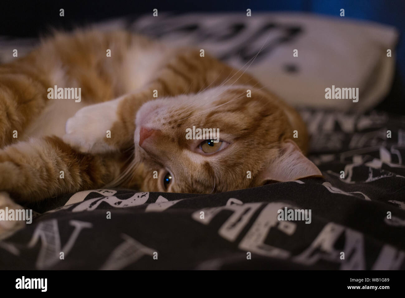Cat laying in bed, cats cute, cat in bed, cat watching, cat staring, Michael Jackson cat, cat dancing, Stock Photo
