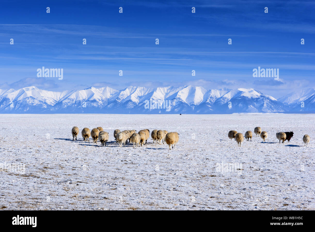 A herd of sheep and goats grazing against the mountains in winter Stock ...
