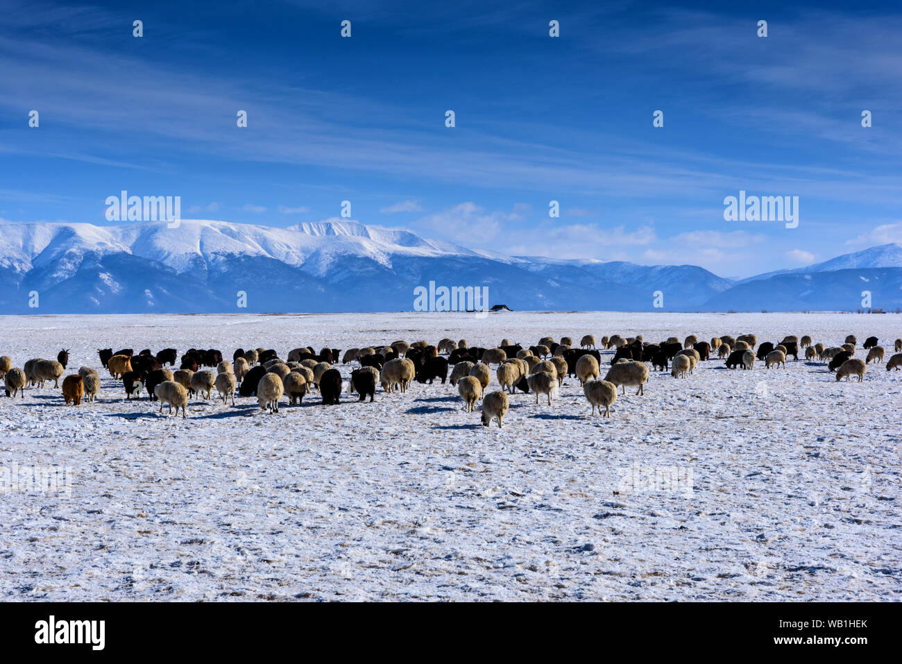 A herd of sheep and goats grazing against the mountains in winter Stock ...