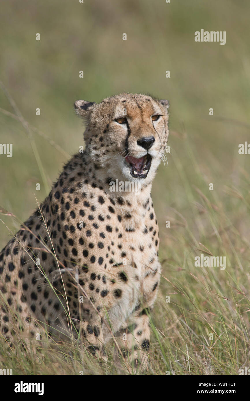 Male cheetah (Acinonyx jubatus) yawning Stock Photo