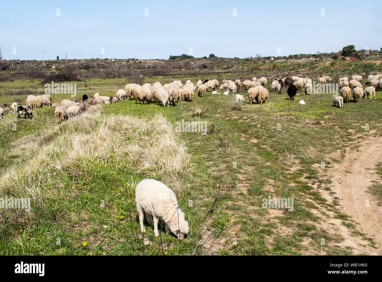 flock of sheep in field Stock Photo - Alamy