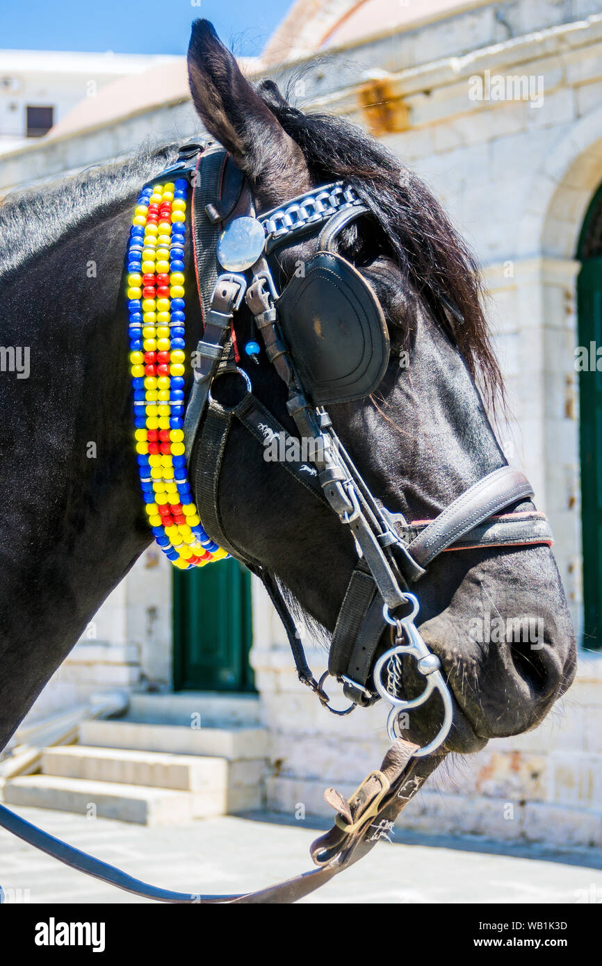 Horse Portrait, Crete stock photo Stock Photo Alamy