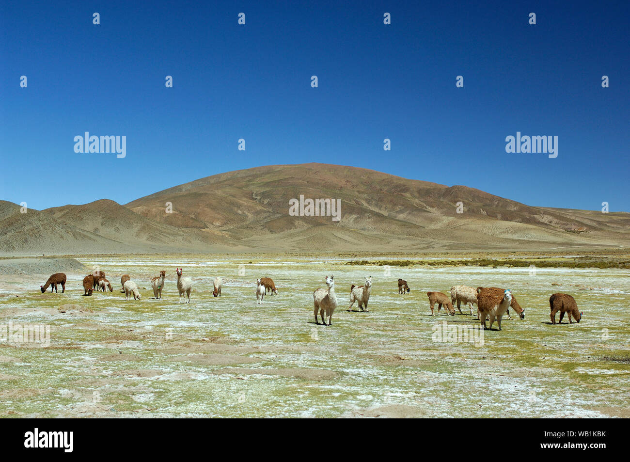 Llamas at Salt flats, Salar de Jama, near Paso Jama, Jujuy, Argentina, South America, 30077928 Stock Photo