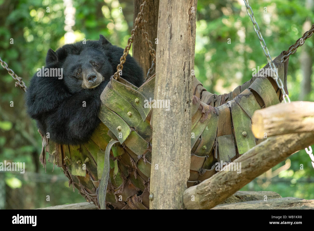 Asia, Asien, Southeast Asia, Laos, Luang Prabang, captive bear in zoo, 30078188 Stock Photo
