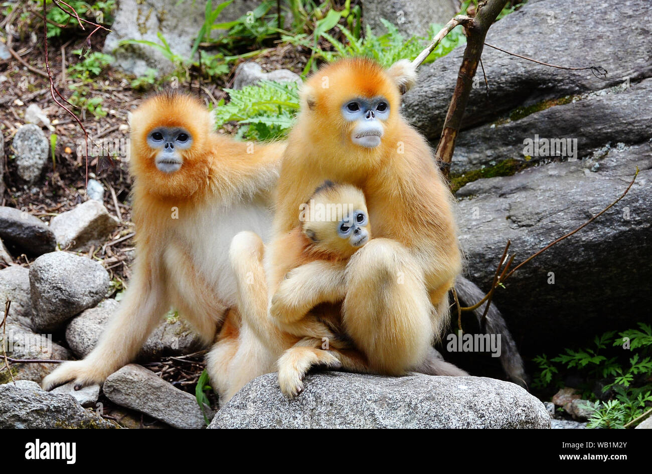 190823) -- BEIJING, Aug. 23, 2019 (Xinhua) -- Golden monkeys rest in the  giant panda valley of the Qinling Mountain in Foping County, northwest  China's Shaanxi Province, Aug. 3, 2018. As a