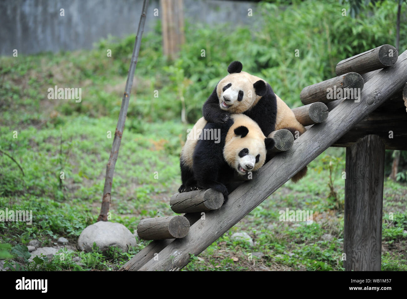 190823) -- BEIJING, Aug. 23, 2019 (Xinhua) -- Giant panda cubs Lu Lu (L)  and Qiang Sheng play at the Shaanxi Rare Wild Animals Rescue and Breeding  Research Center in northwest China's