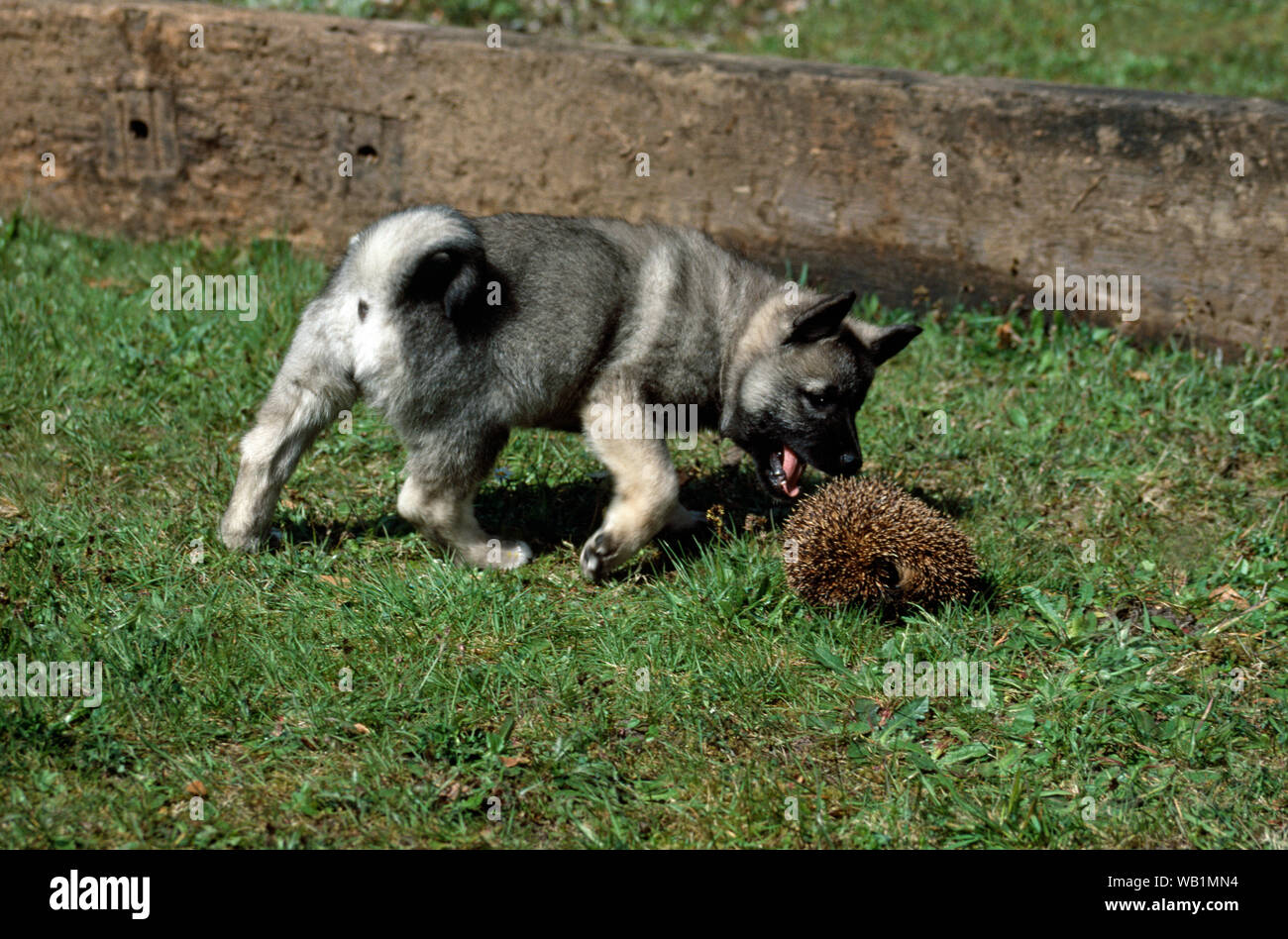 ELKHOUND nine-week old young puppy investigating a rolled up Hedgehog, in a defensive position. Stock Photo