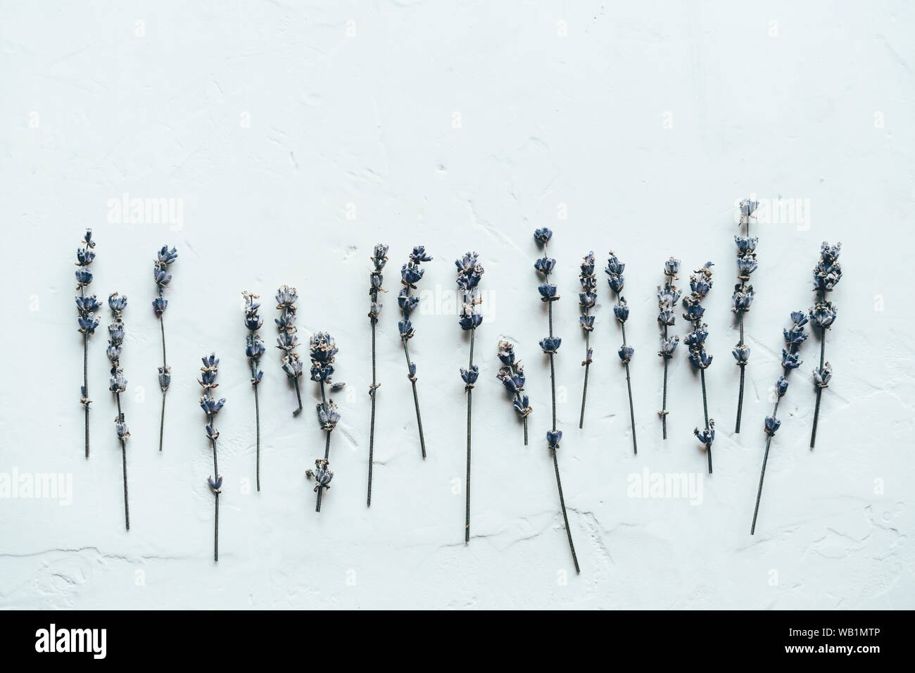 sprigs of lavender on a white background Stock Photo - Alamy