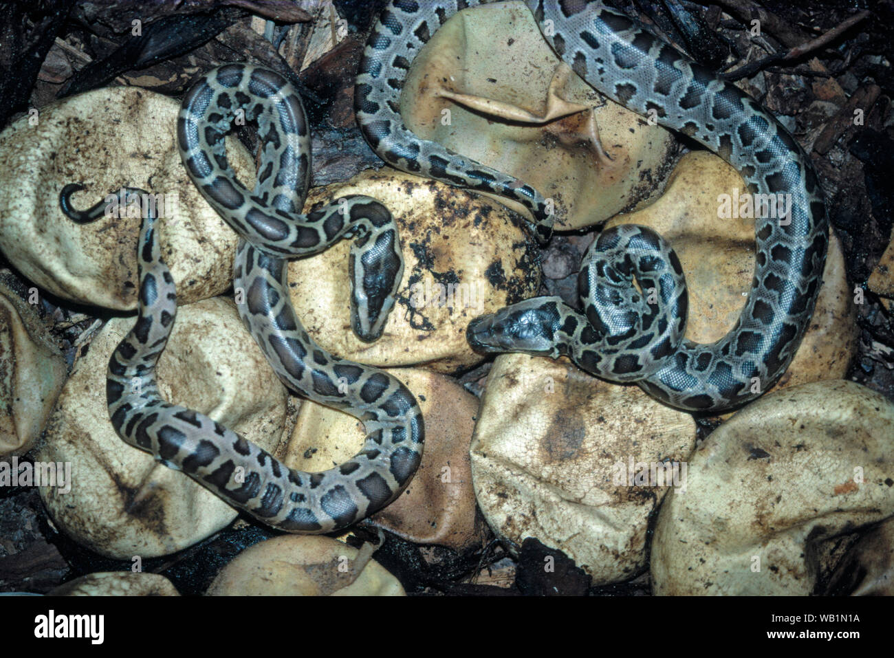 Burmese Python ( BIVITTATUS MOLURUS), eggs hatching. Clutch. two juvenile snakes on resting egg surfaces have emerged. Others to follow. Dorsal view. Stock Photo