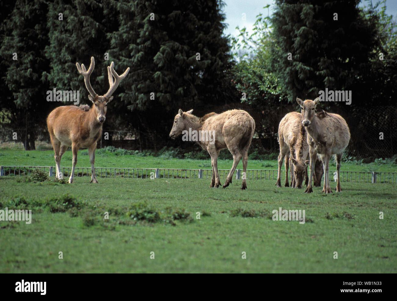 Pere David's Deer (Elaphurus davidianus). Extinct in the wild. Saved by captive breeding. Re-introduction to China. Note sunken, ha-ha, hidden enclosure fence line. Chester Zoo. The UK. Stock Photo