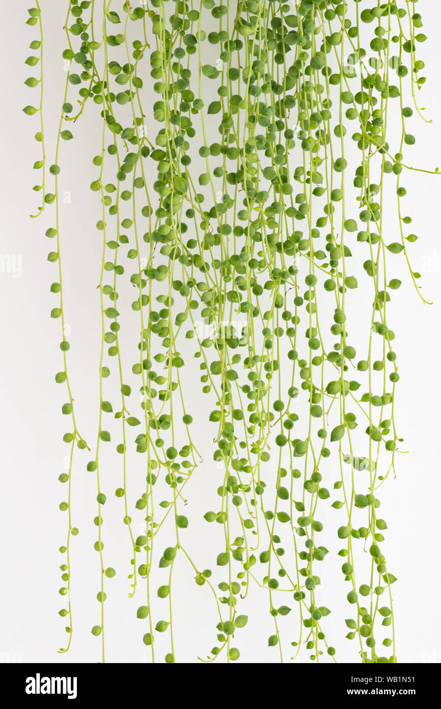 String of Pearls plant - Senecio Rowleyanus Stock Photo