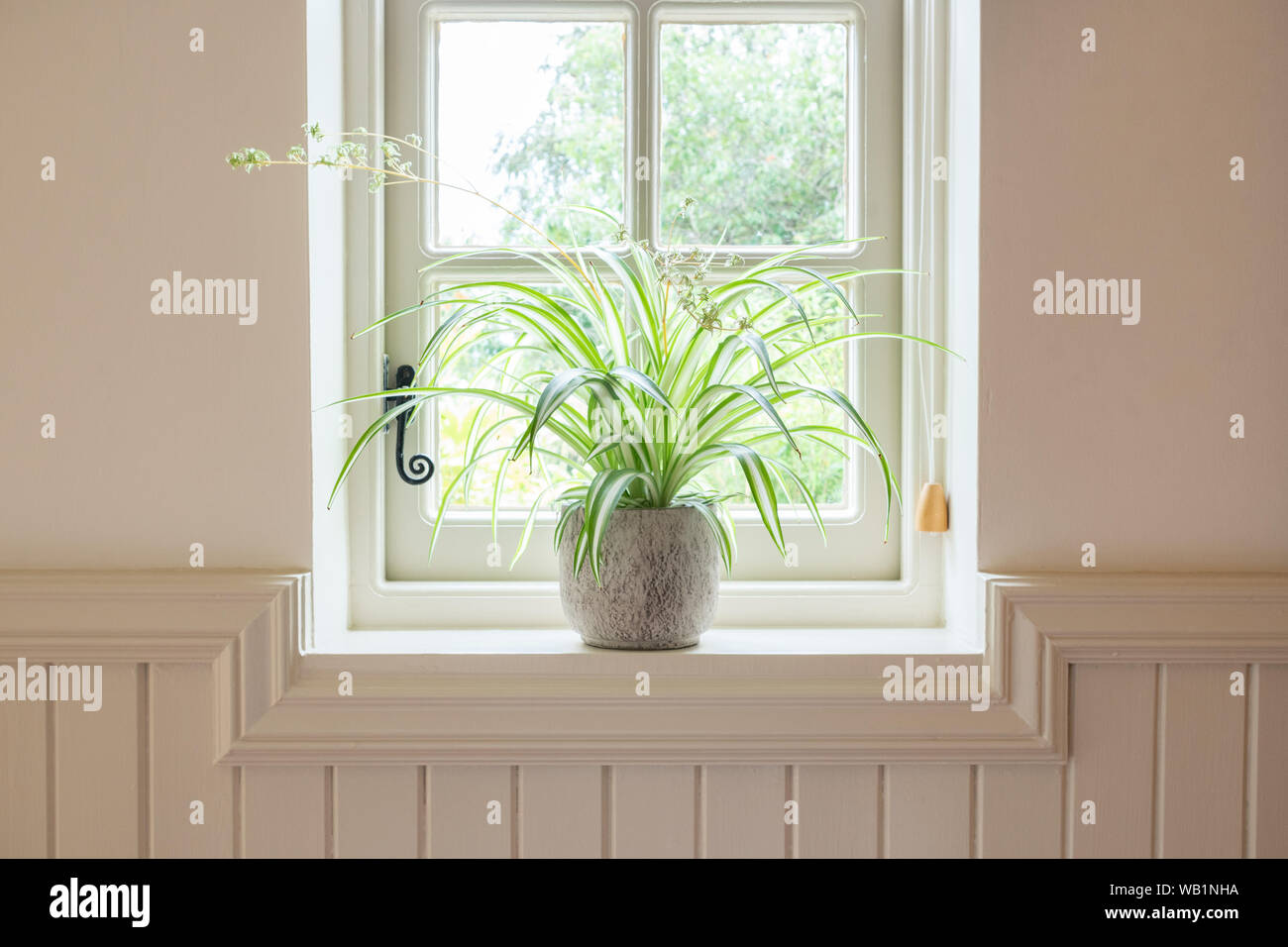 Spider plant (chlorophytum comosum variegatum) in pot on windowsill Stock Photo
