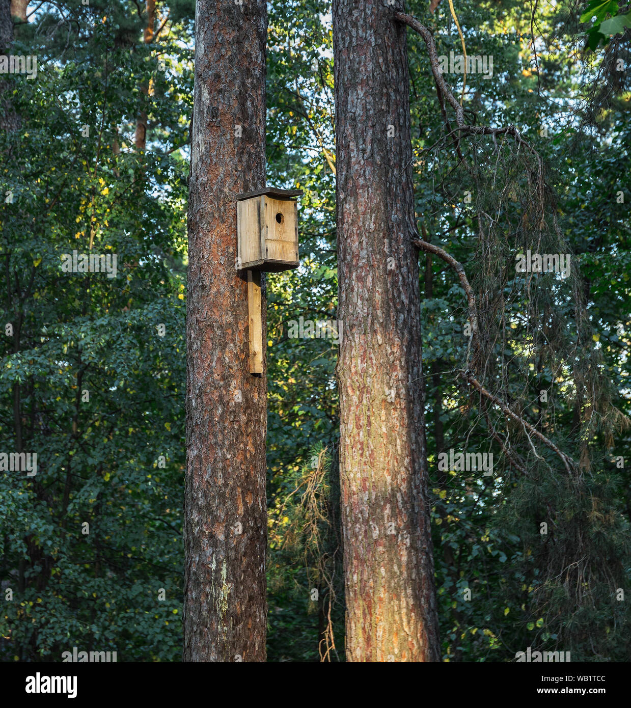 Birdhouse on a pine tree in the forest Stock Photo Alamy