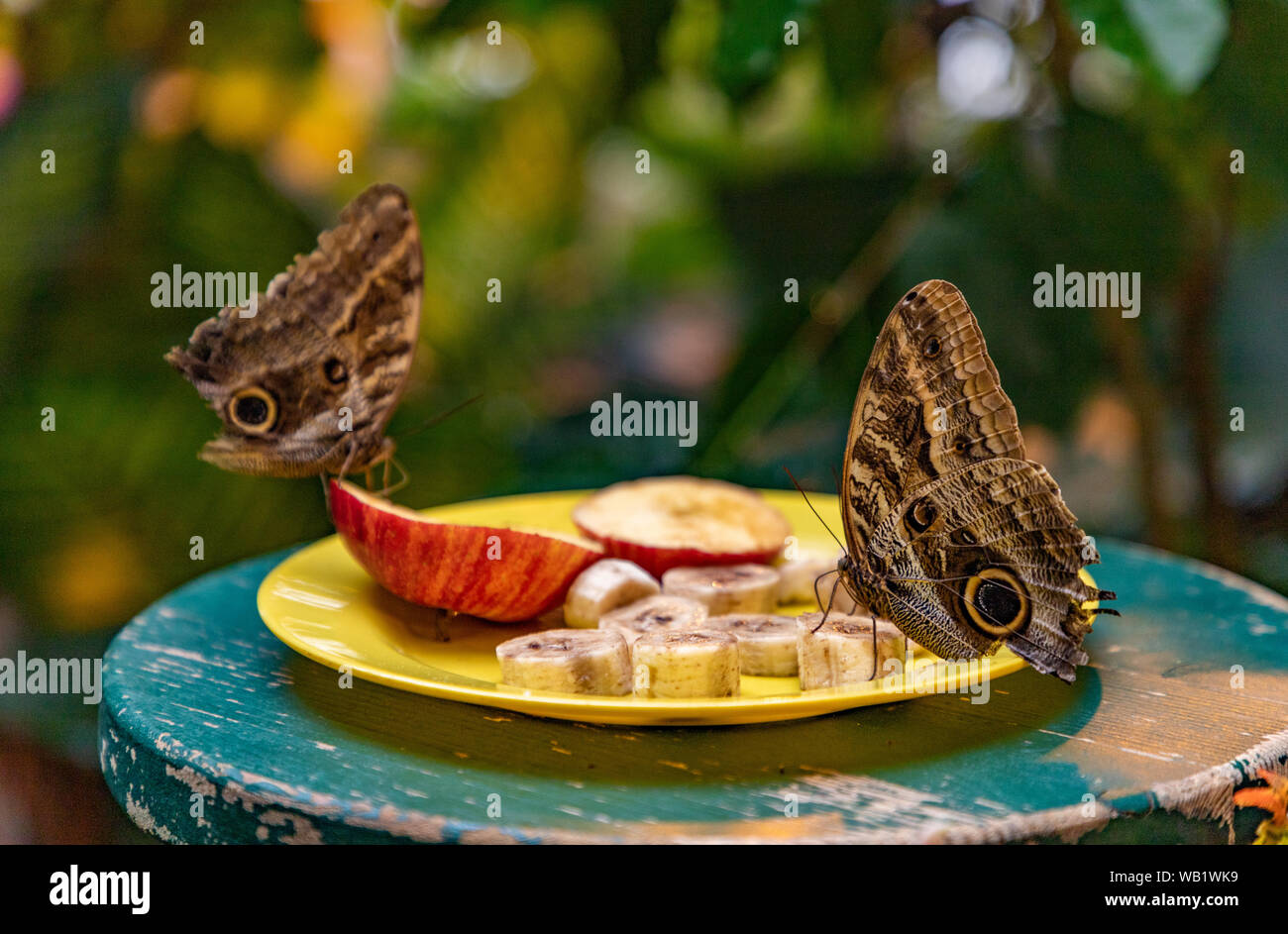 A picture of two butterflies eating fruit in Vienna's Butterfly House