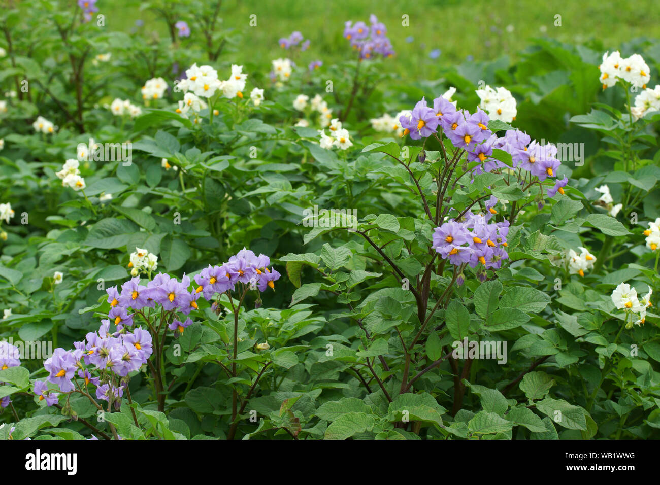 Flowers of a potato plant. Stock Photo