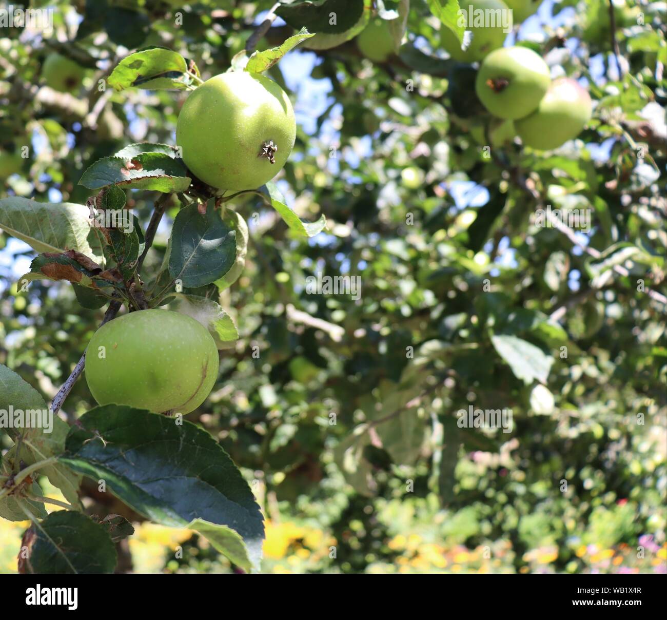 Granny Smith Apples - 6ea - Teddy Bear Fresh Produce