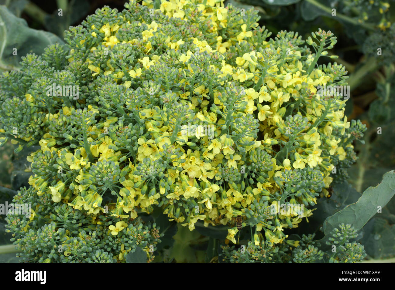 Broccoli in flower. Broccoli cabbage grows outdoors. Stock Photo