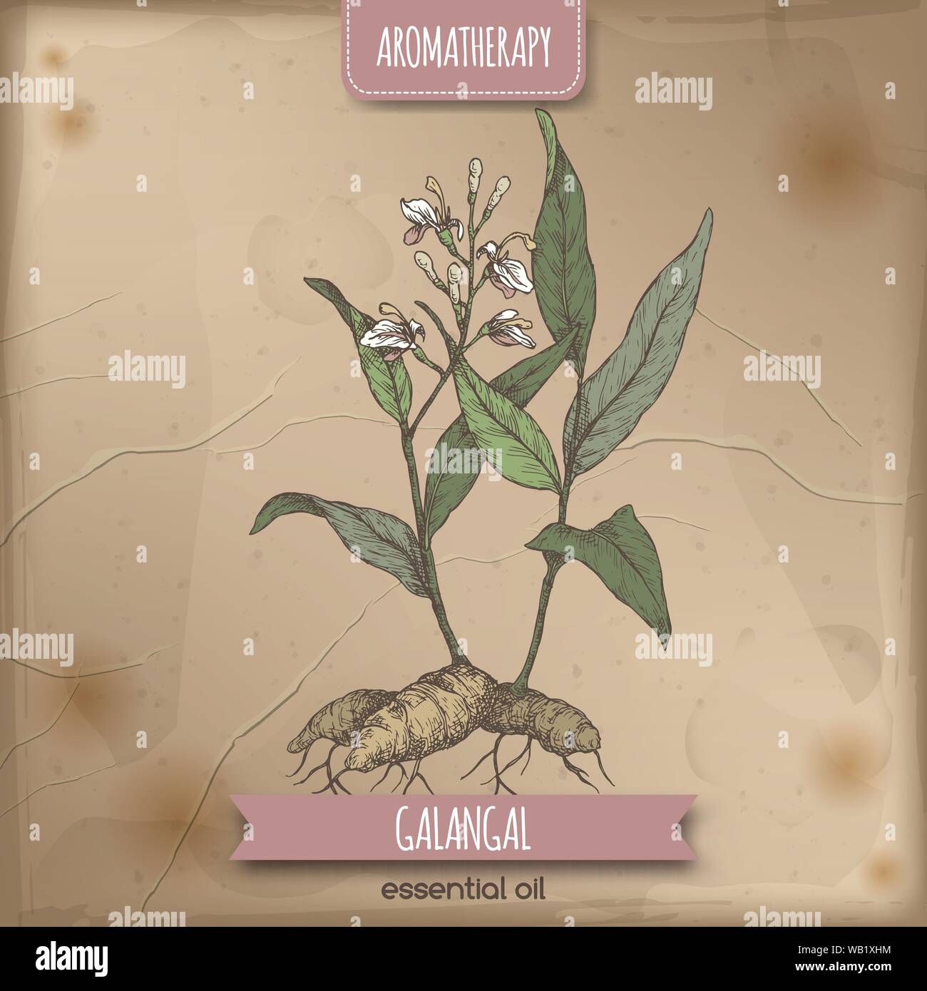 Alpinia galanga aka greater galangal color sketch on vintage background. Stock Vector