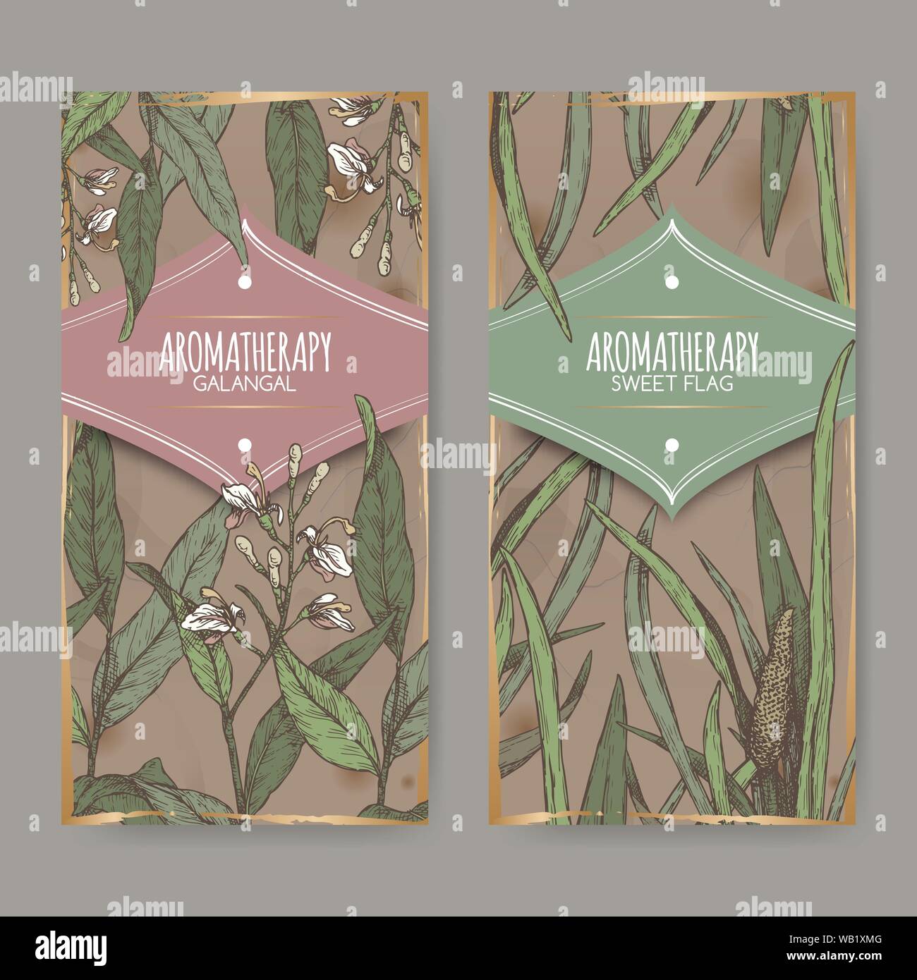 Two color labels with Acorus calamus aka sweet flag and Alpinia galanga aka greater galangal sketch on vintage background. Great for traditional medic Stock Vector