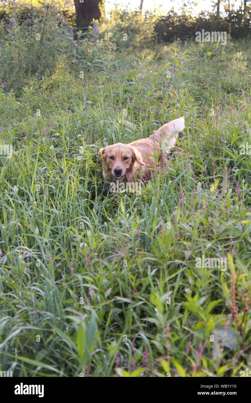 Golden Retriever Dog Running In Field Of High Grass During Summer Stock ...